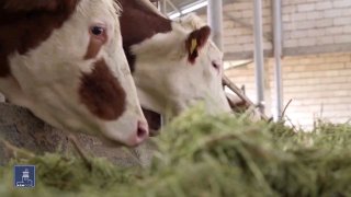 Апаран: новые меры господдержки скотоводства — кредиты под 0% и компенсация 50%