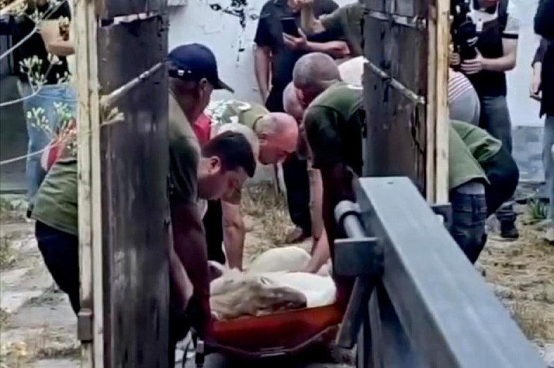 Львица в вольере Ереванского зоопарка, перевезенная из особняка в Арагацотне